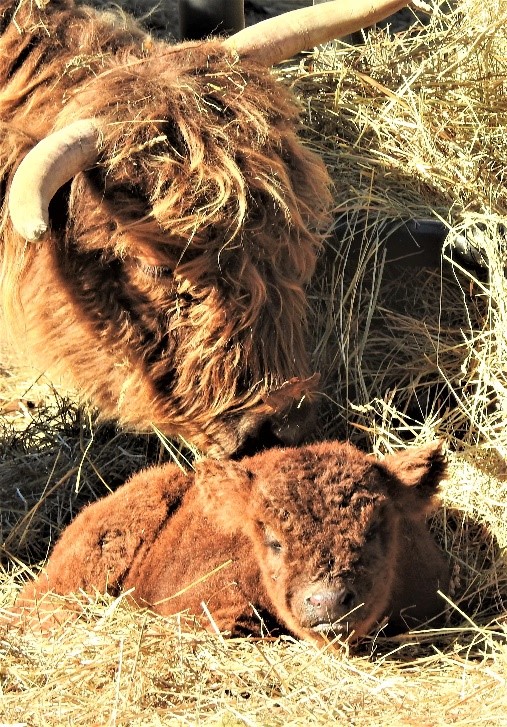Kyawana's mom licking her as a newborn Highland calf to clean her up