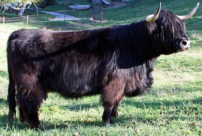Highland cow showing good conformation with standard for deep body