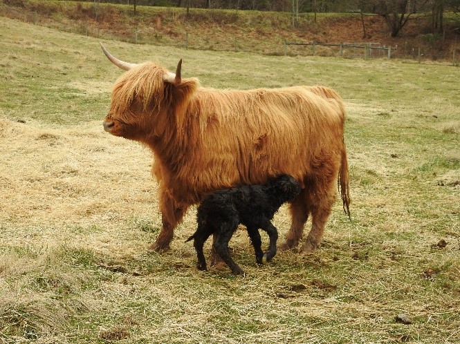 Black Highland Calf named Hattie nursing from mother cow