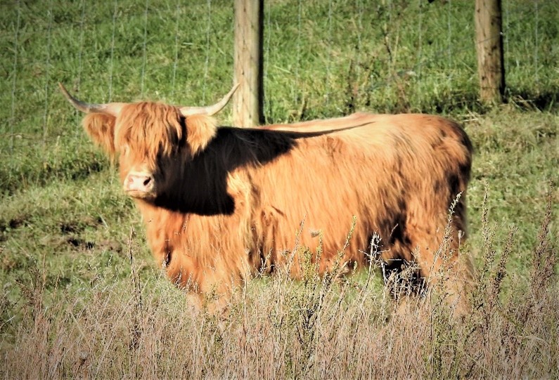 Yellow Highland cow-named-Adelida-in-tall-grass-profile-view
