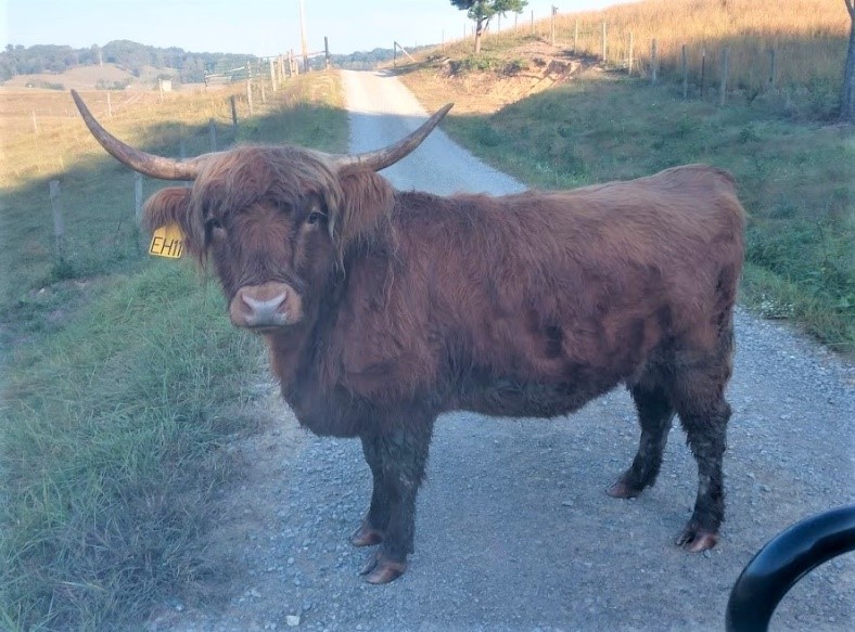 Red Highland cow named Ban Diuc with awesome set of horns standing in the road