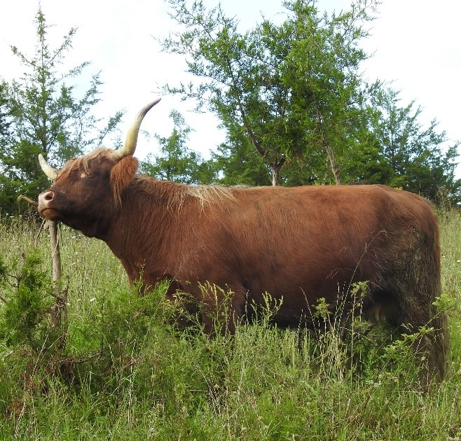 Profile view of mature Highland cow named Gretel in rough pasture