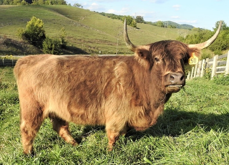 Very light red Highland cow named Isabel in tall grass with green rolling hills stretching in the distance