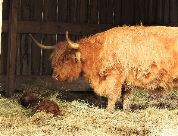 Big Highland cow in barn with her just born calf lying in hay