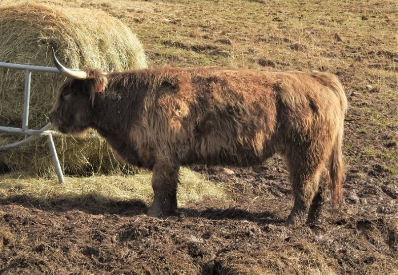 Red Highland cow in profile in a muddy field near a hay roll