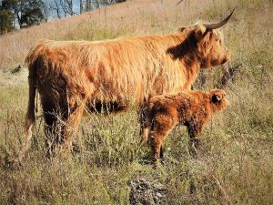 Highland cow named Rockhouse Katherine with her calf