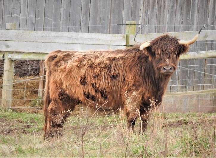 Highland cow nicknamed Twisty with mis-shaped horn standing near a fence and barn