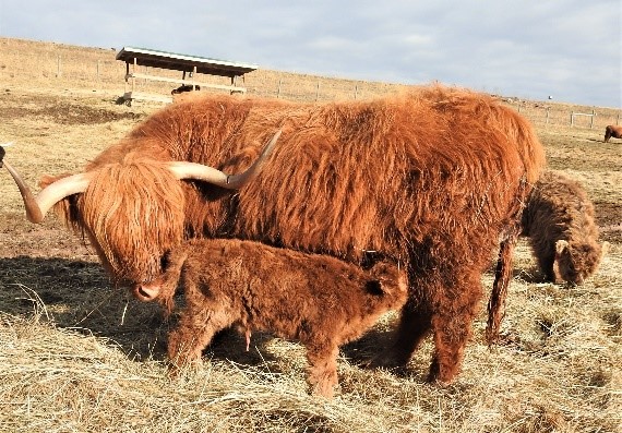 Highland cow nursing a calf of several months age on a bright winter day in tawny pasture