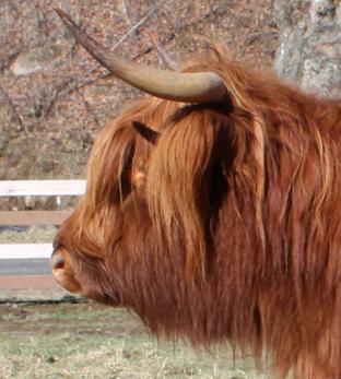 Side view of Highland cow head with short muzzle for proper conformatino