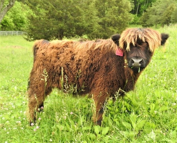 Light colored Highland calf turning black at about six months old