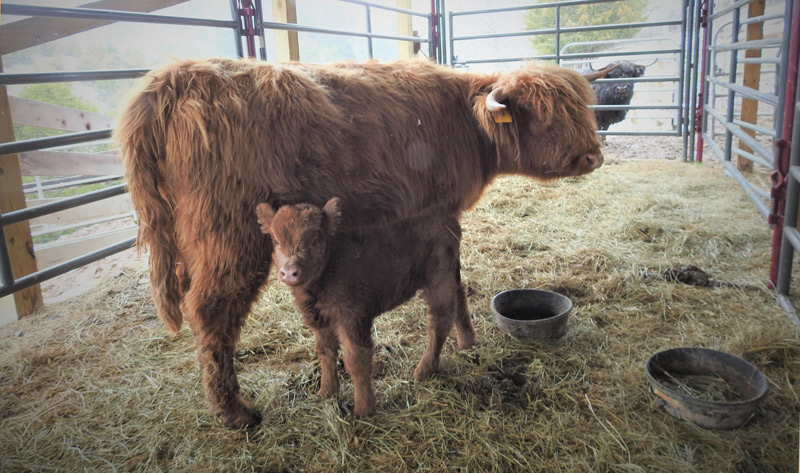Highland cow and newborn calf penned up