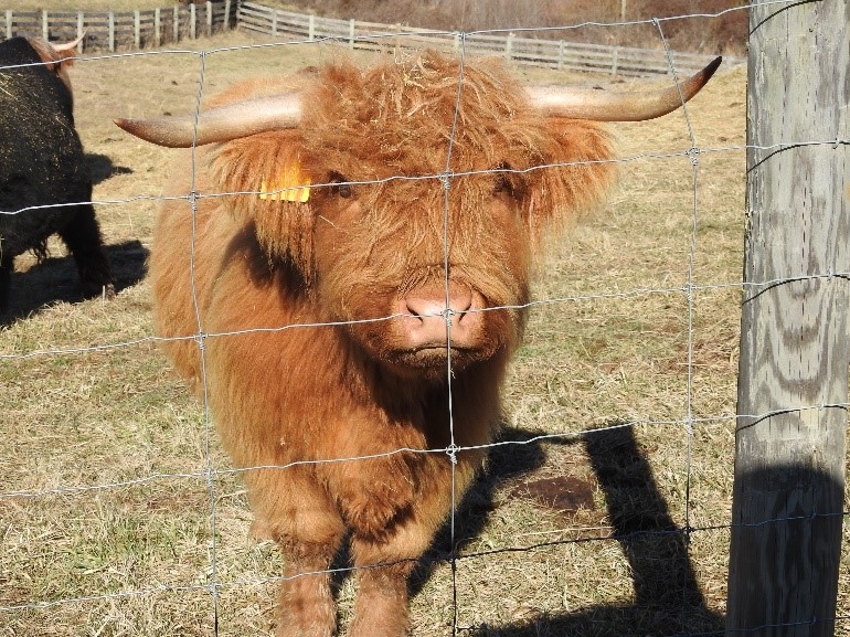 Highland cow closeup with red frizzy hair
