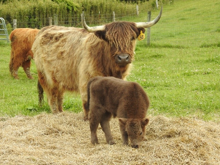 Yellow highland cow with her month old bull calf Keegan eating some spread out hay in early spring pasture