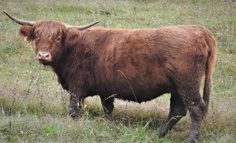 Big Highland cow wearing muddy stockings