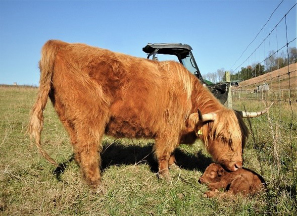 Highland cow with newborn calf at Elm Hollow Farm