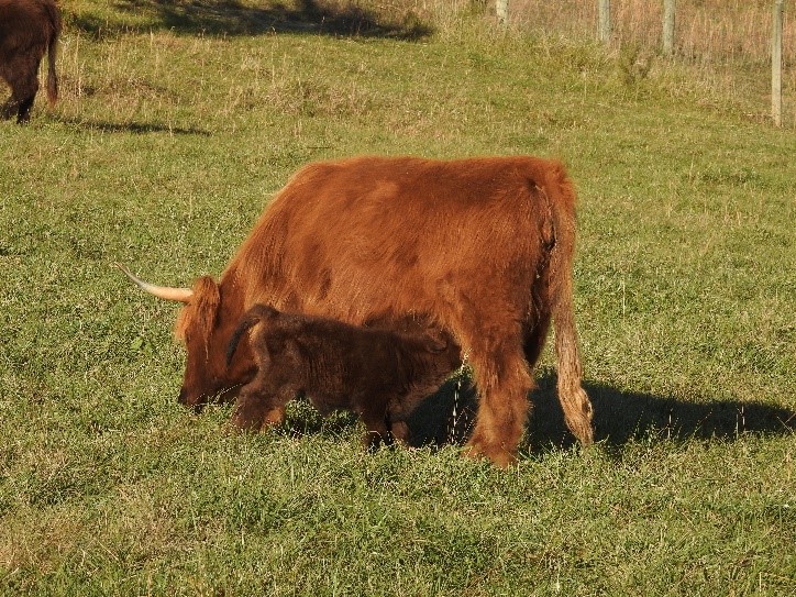 Highland cow named Gracie with her newborn calf