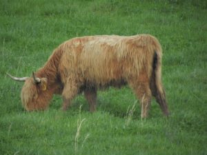 Mature yellow Highland cow eating thick green grass