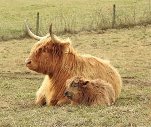 Mother Highland cow with her calf resting in the pasture