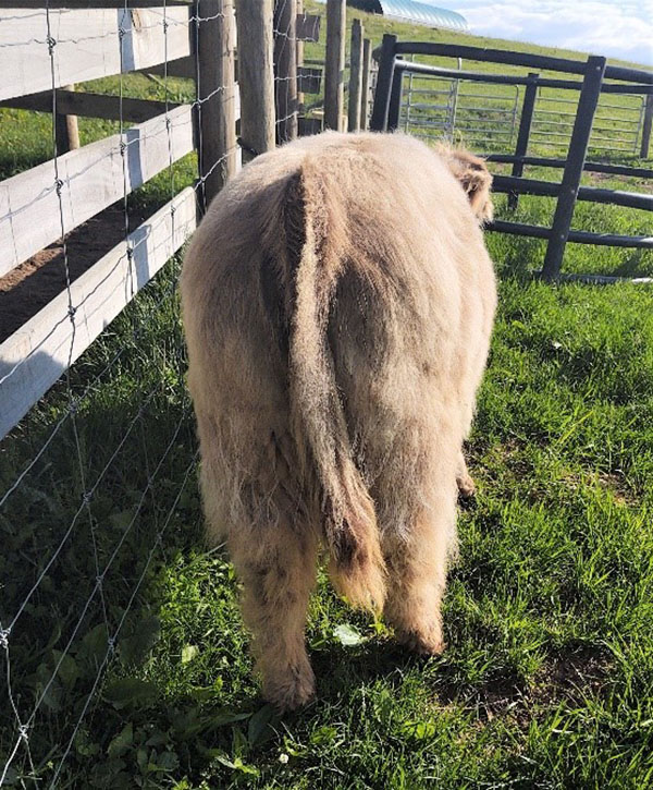 Backside photo of 7 month old Highland calf showing wide hips
