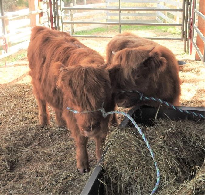 Highland heifer and bull calf cuddling at feeder trough wearing halters