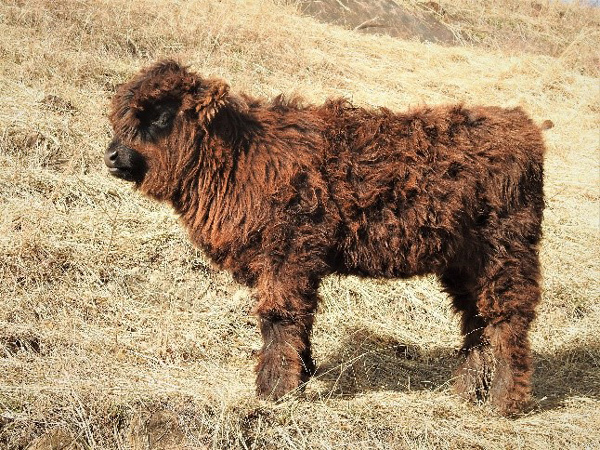 Profile view of three month old Highland heifer calf
