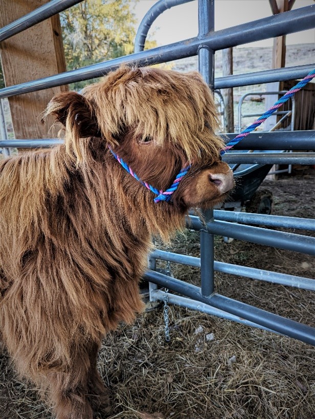 Closeup head shot of a Highland calf halter training tied to cattle panel