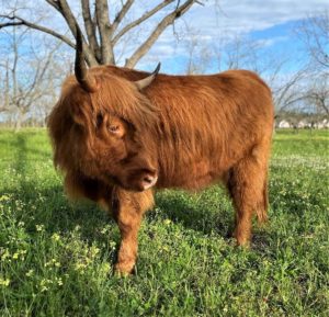 Highland heifer in lush grass about 22 months old