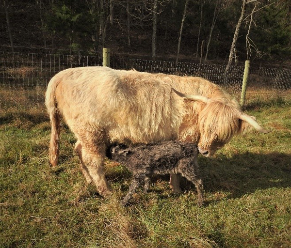 Silver cow nursing her newborn Highland heifer calf