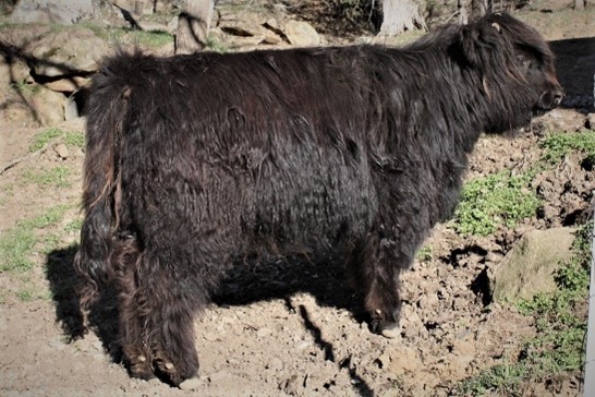 Very stout Highland calf with black fur named Big Ridge Dubh Darcy