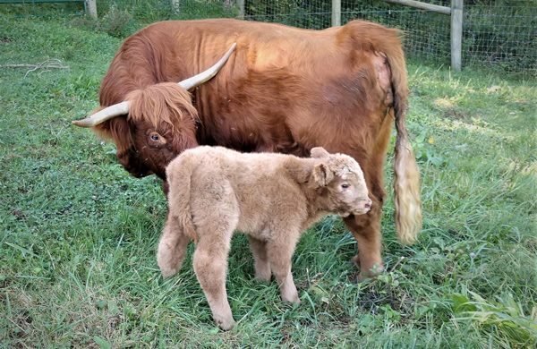 Highland Cow Annabelle Jean With Her Newborn Calf Galen