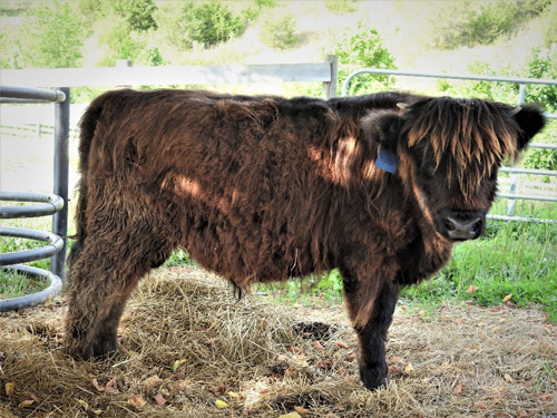 A brown Highland bull calf at weaning age named Hans Solstice