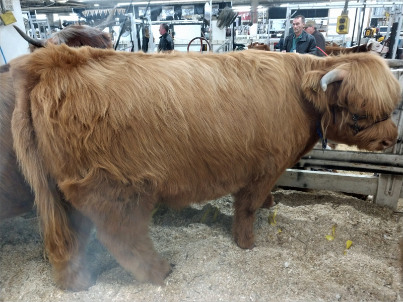 CSF Honeysuckle Highland cow at auction