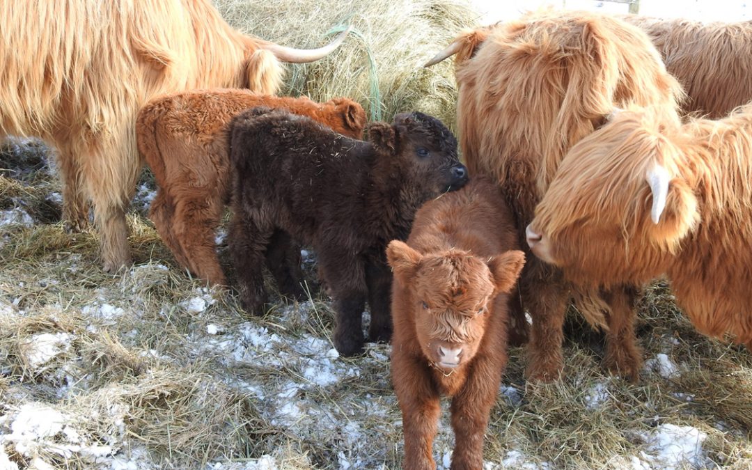 A group of three Highland calves with mothers