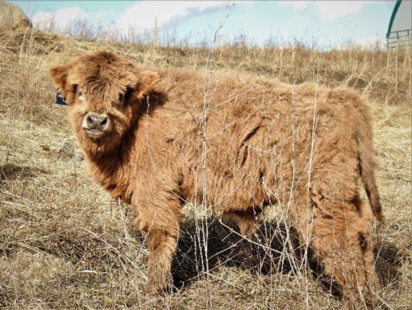 Jaunty Lad a highland bull calf born at Elm Hollow Farm