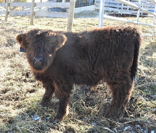 Three month old Highland bull calf standing in hay