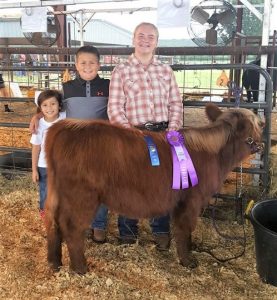Award winning Highland calf from Elm Hollow Farm