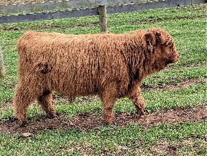 Red Highland bull calf named King of the Hill
