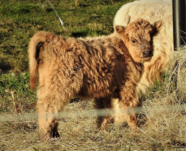 Little Highland Calf dun colored named Kismet