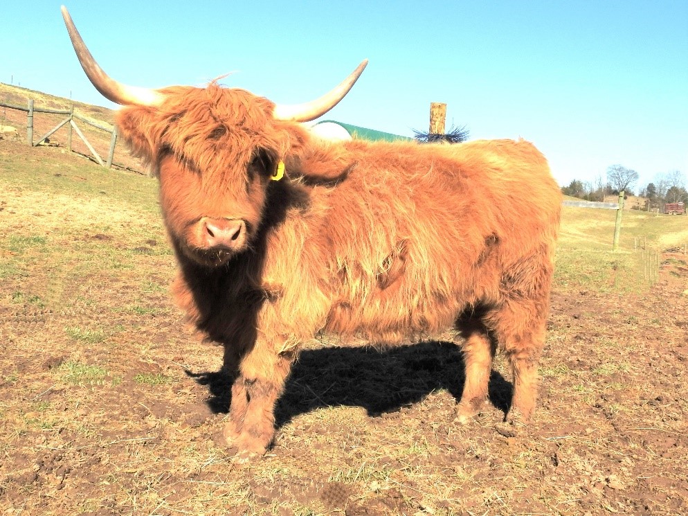 LEA Never Enough Scottish Highland cow