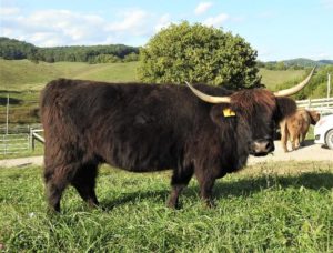 LEA Nocturne Highland Cow in Pasture