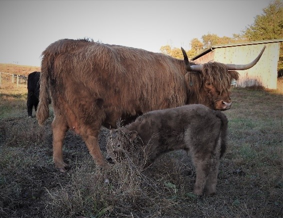 Lavena a pretty Highland cow with her calf