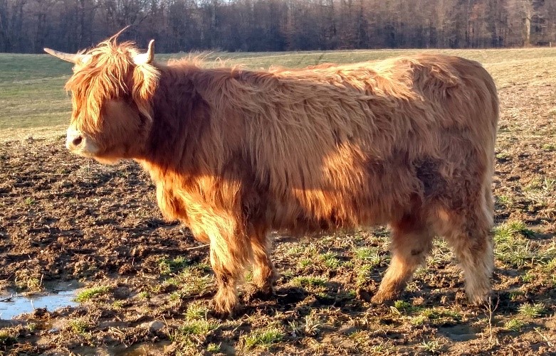 LiTerra Adalida highland cow