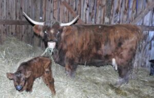 LiTerra Avon with calf