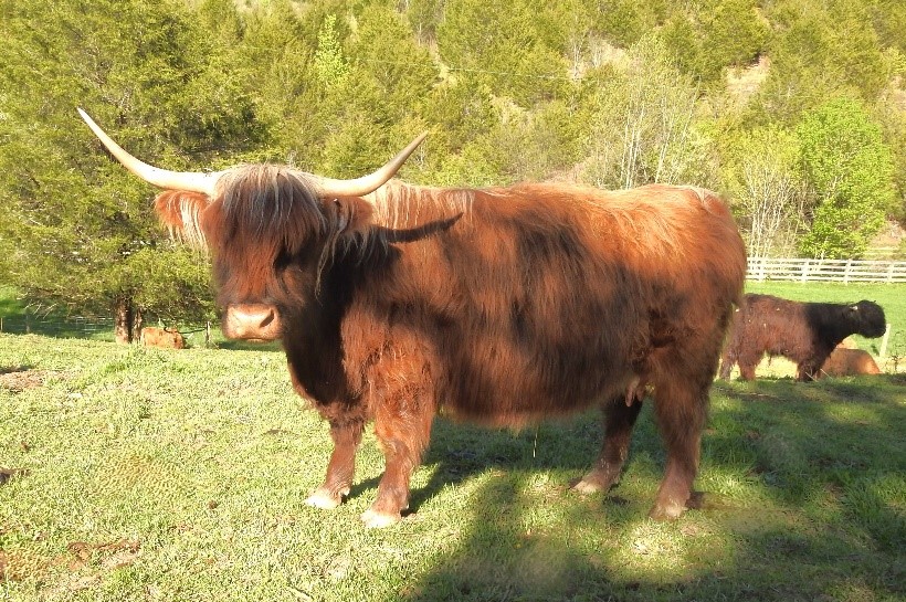 LiTerra Avon highland cow