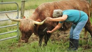 brushing LiTerra Nadia Highland cow