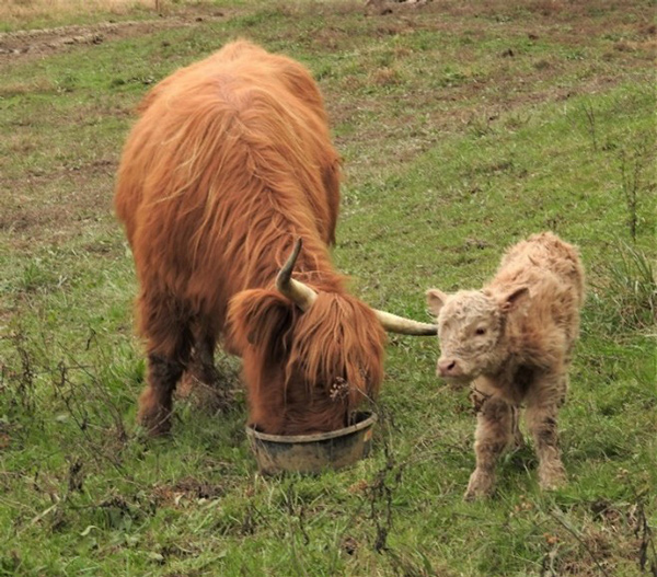 A little white Highland calf "Janie" with her mother