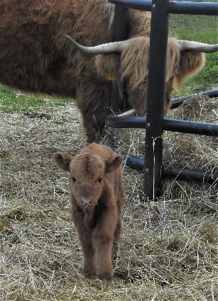 Little fluffy Highland cow with mother in background