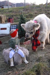 Little toddler in cowboy boots feeding small Highland calf