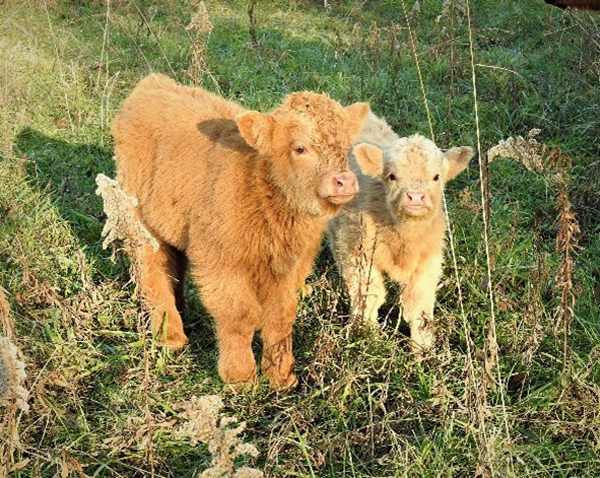 Small white Highland heifer shown alongside a normal sized Highland calf