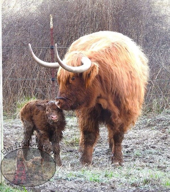 Blue Ridge Fergus a highland bull out standing in his field